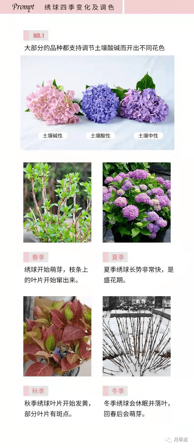 开箱测评 妖精之吻重瓣绣球vs花宝大花绣球 你更喜欢哪款 月季 种植 养护 开箱测评 妖精之吻重瓣绣球vs花宝大花绣球 你更喜欢哪款 月季 种植 养护