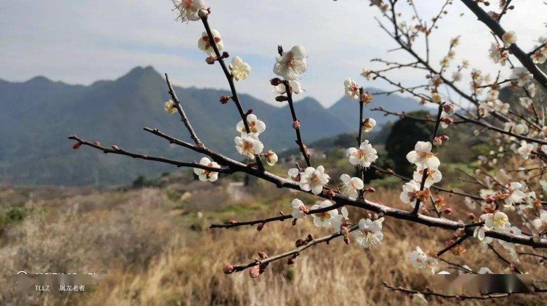 等了一年的梅花终于开啦,走,到良田赏梅去!_揭西_幽香_刘俊