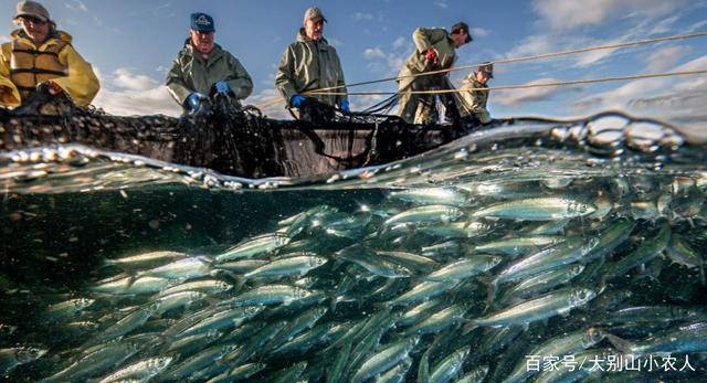 大膽搶漁20年後日本漁業陷入死局扶不起就破罐子破摔