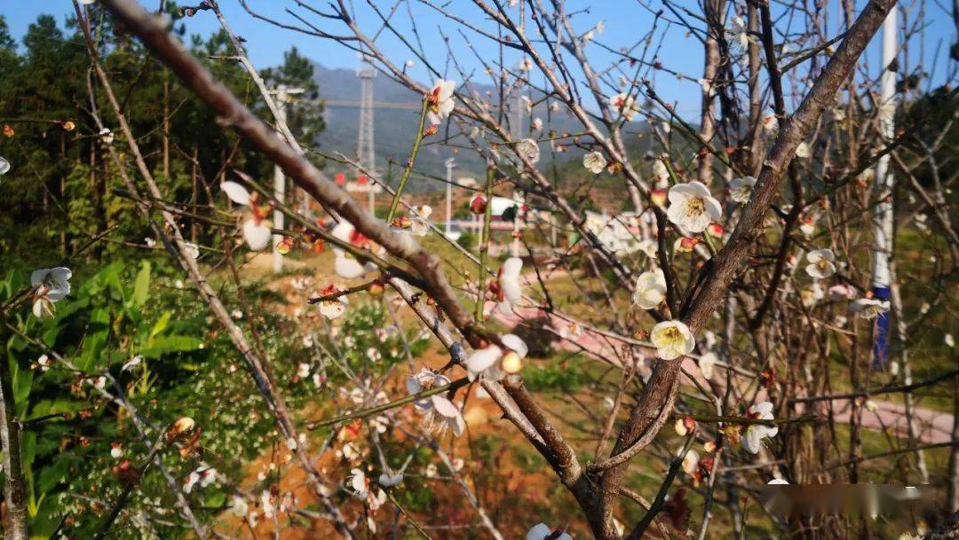 等了一年的梅花终于开啦,走,到良田赏梅去!_揭西_幽香_刘俊