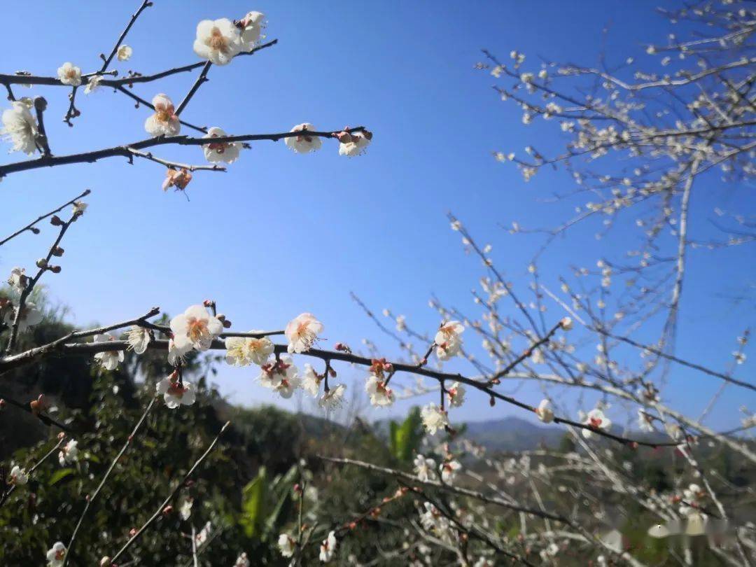 揭西良田梅花图片