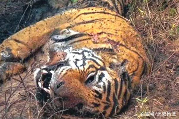 世界上最凶狠的老虎吃掉400余人被击毙后发现它吃人真相