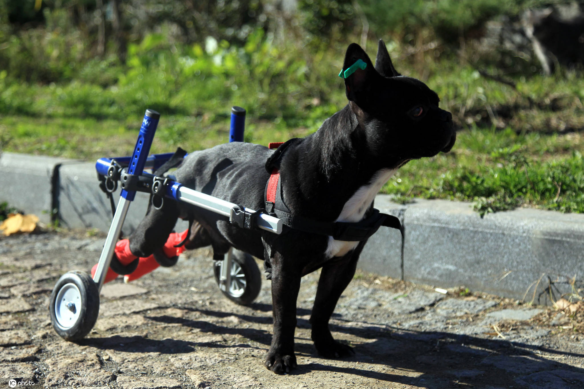 国外瘫痪斗牛犬重获新生02借助轮椅站立走路