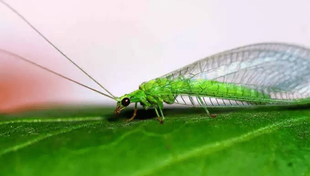 绿色的虫子是什么虫