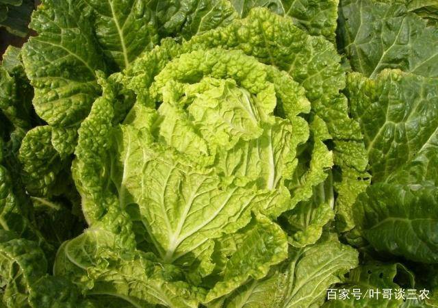 如何种植大白菜的方法 00a0bd7d801245c9a92cb7c06e14f2f5.jpeg