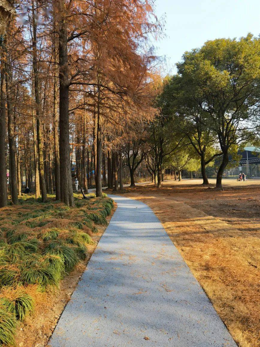 共青森林公园首条健身步道完工,赶紧约起来!_游客_嫩江路_作业