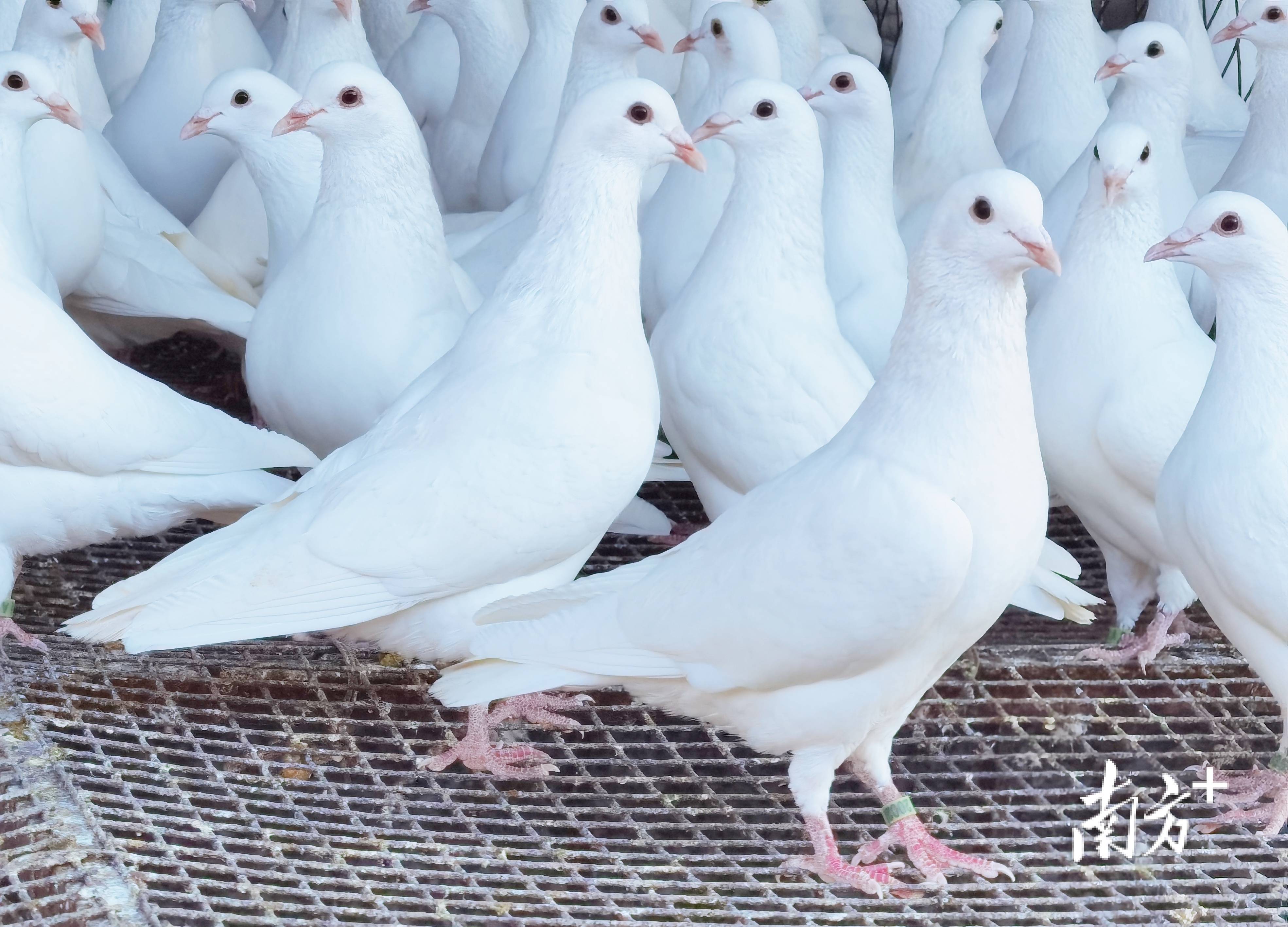 岐鸽新语④建立产业标准体系让百年石岐鸽展翼腾飞