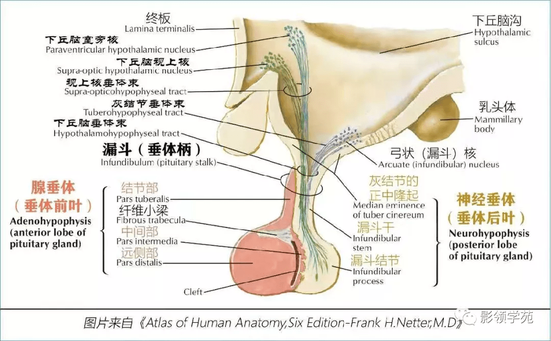 Rathke|垂体解剖及常见病变影像学表现