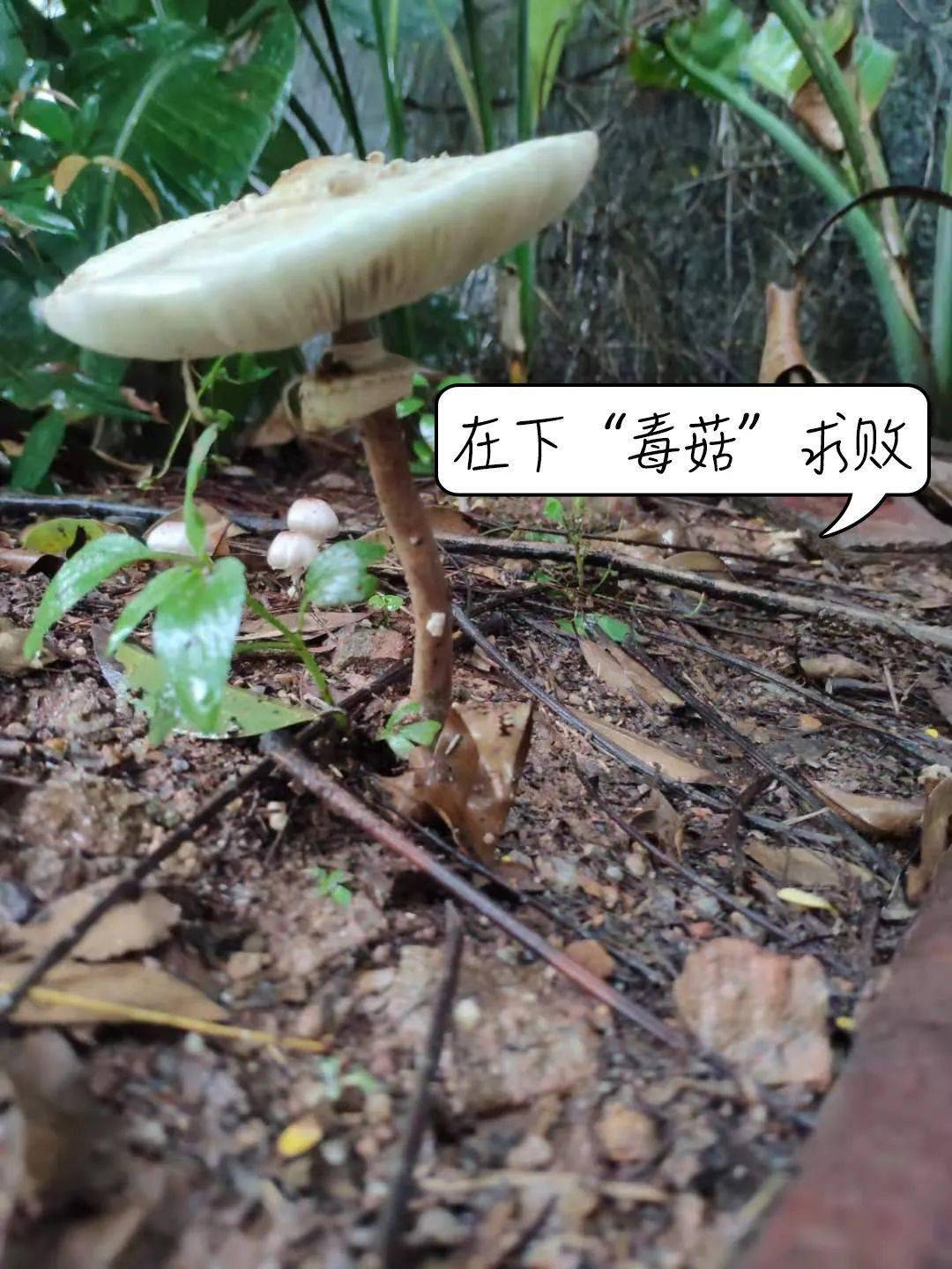 【注意】网红误食它入院!红伞伞,白杆杆,怎么威力这么大?_有毒_广东_种类