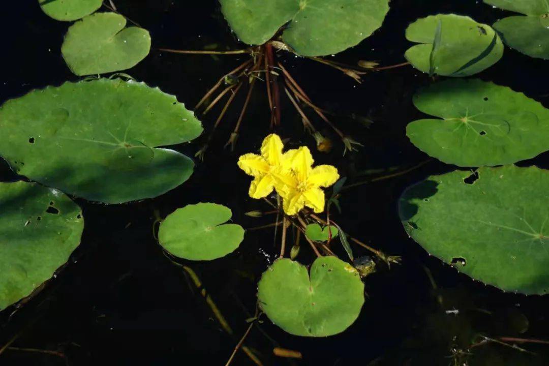 藏文科普 | 《诗经》中的水上花—荇菜_手机搜狐网