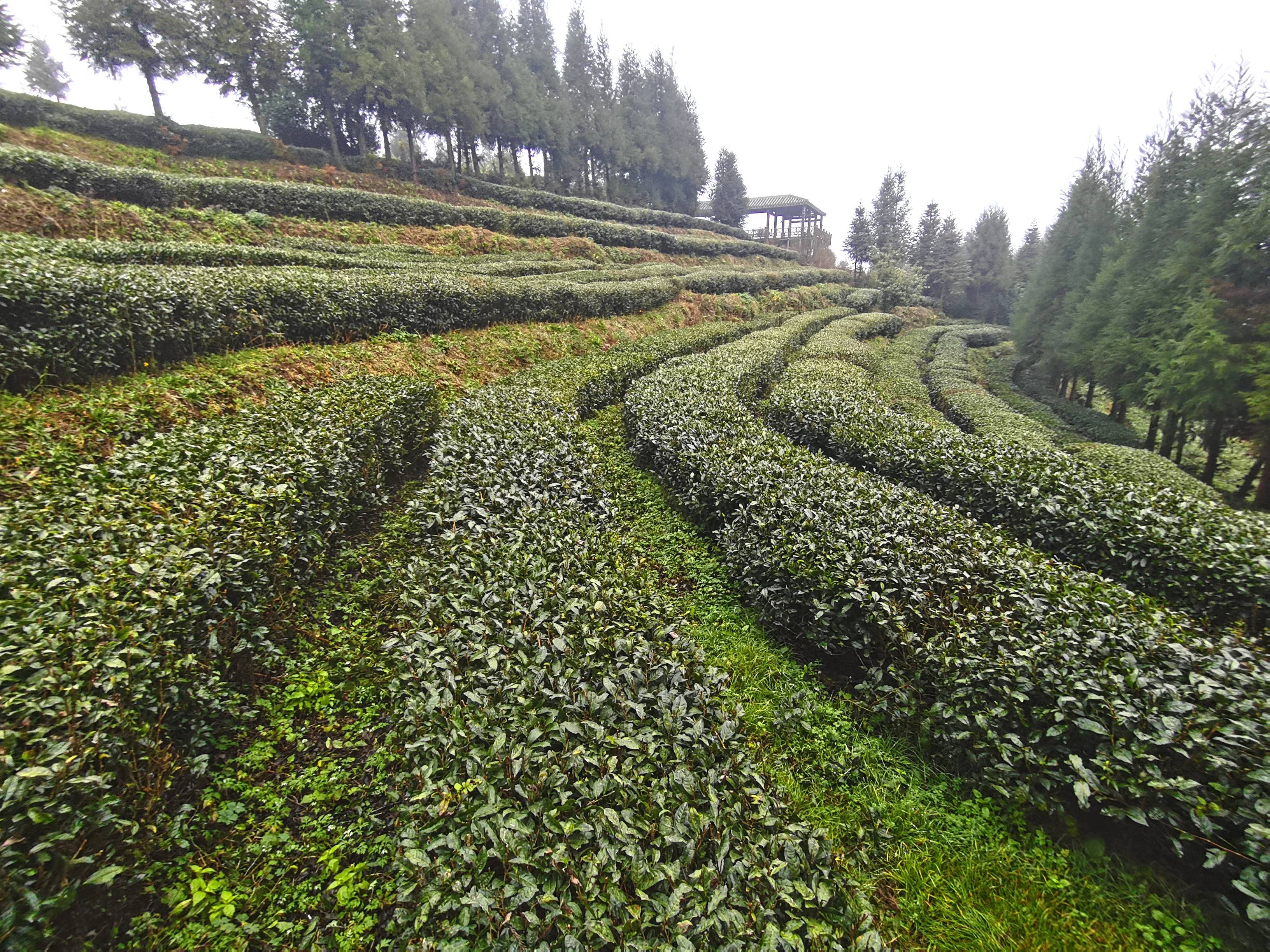 茶里春秋 | 茶话