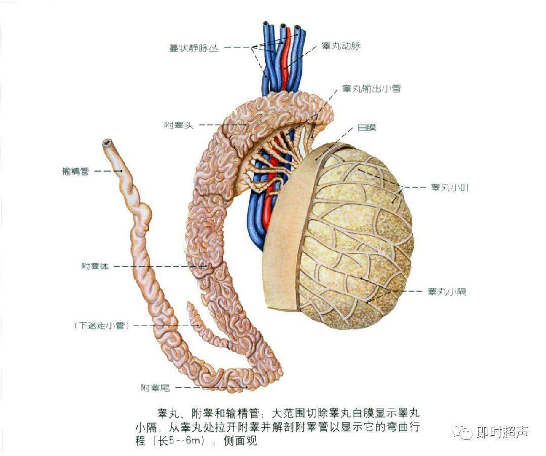 精巢结构图片