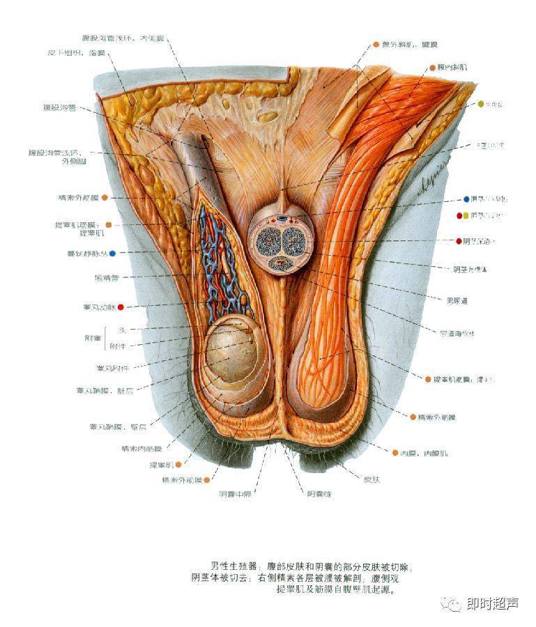 详细的生殖系统解剖图示注解