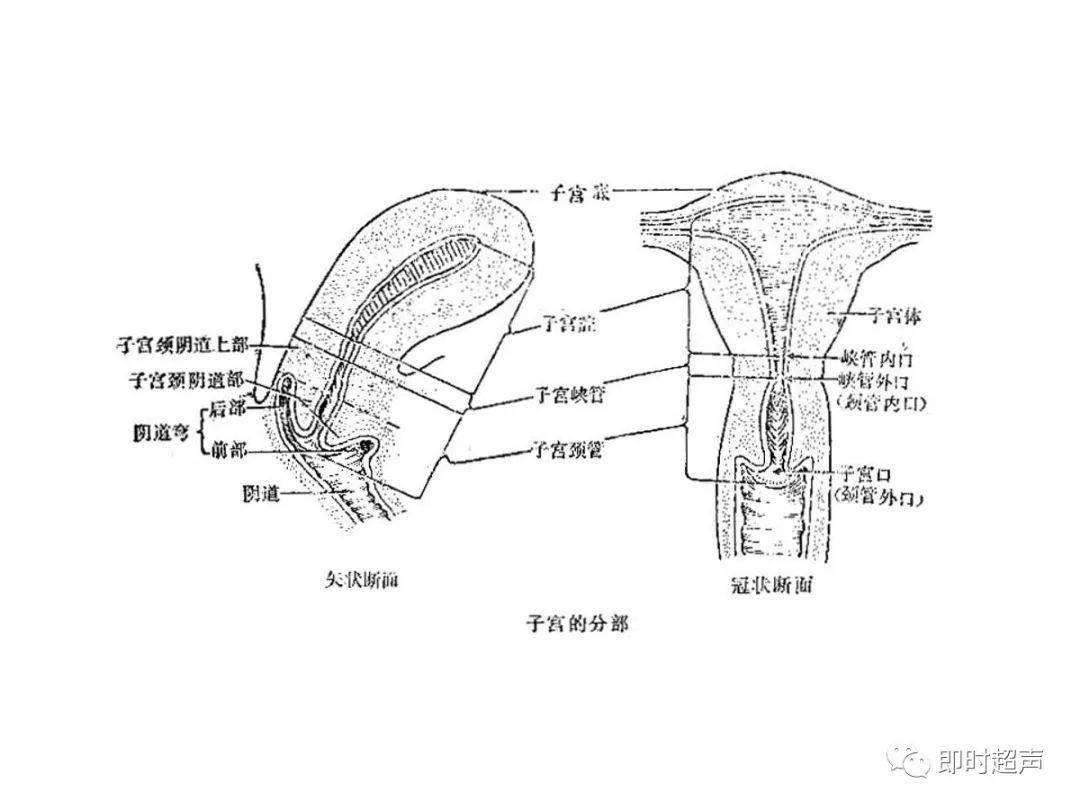详细的生殖系统解剖图示注解_the_睾丸_附睾