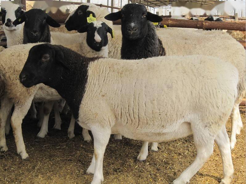 这应该是在我国最常见的外国绵羊品种因性能强悍被广泛引用