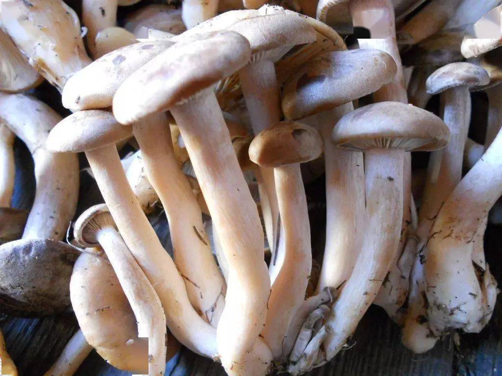 林区人采的路基蘑原来大有来头!