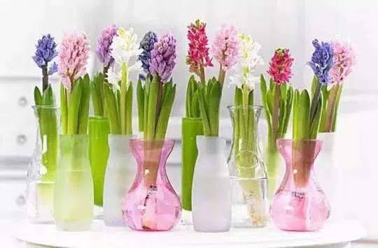 不怕寒冷 按时开花 冬天养这些球根花卉 真省心 风信子 介质 种植