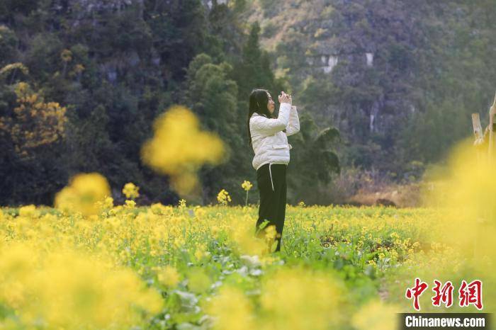 贵州|贵州兴义万峰林：油菜花开引游人