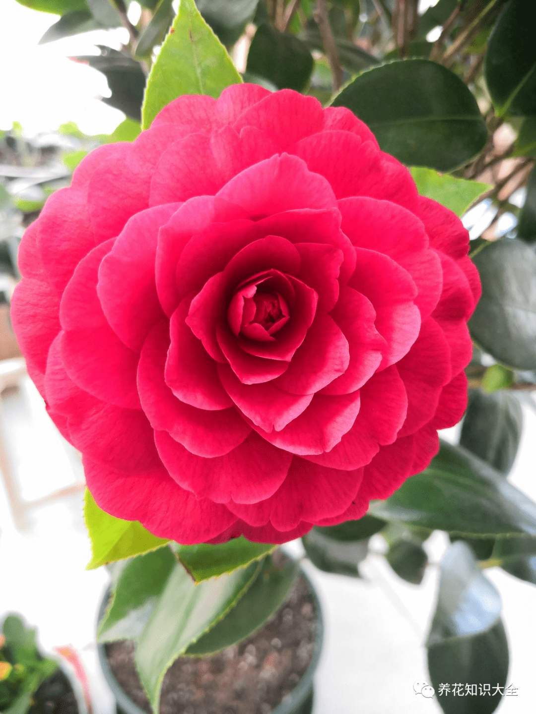 冬日贵气喜庆的茶花 品种真是不少 你知道几个 花朵 开花 时候 冬日贵气喜庆的茶花 品种真是不少 你知道几个 花朵 开花 时候