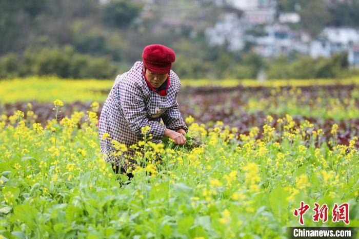 贵州|贵州兴义万峰林：油菜花开引游人