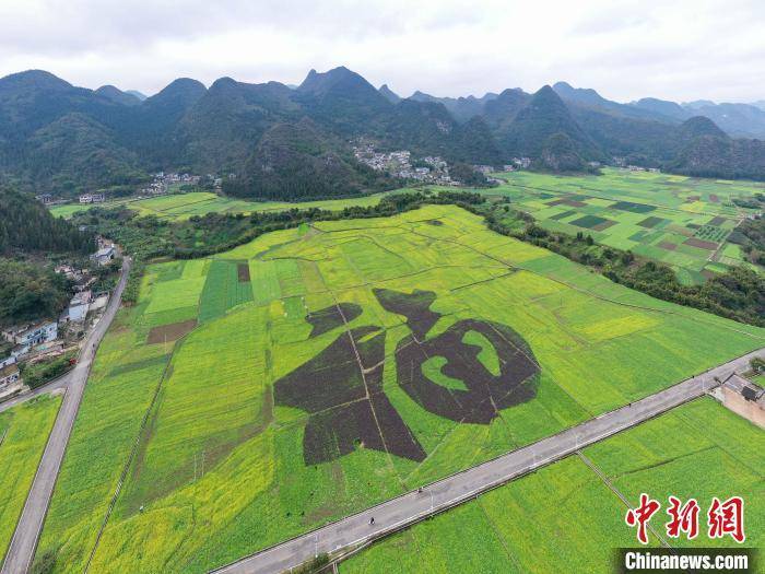 贵州|贵州兴义万峰林：油菜花开引游人