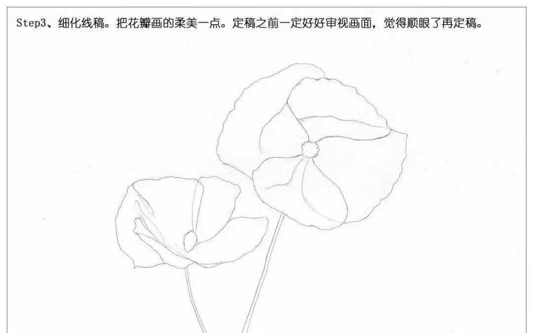 毒品花罂粟花简笔画图片