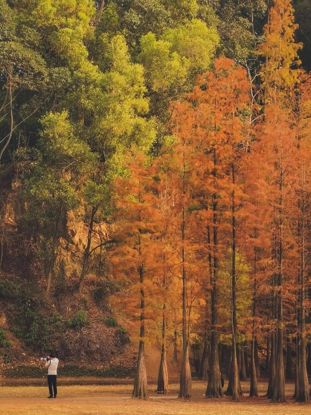 广州当红 童话秘境 好仙这个词我已经说累了 红叶 天河区 植物园