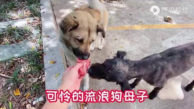小伙给流浪狗吃排骨流浪狗感动得热泪盈眶不停感谢好心人