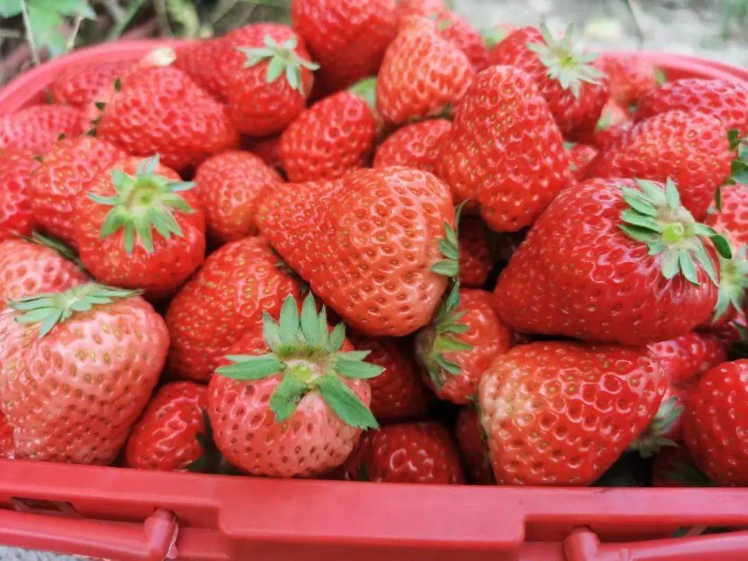 草莓14\x20xy 什么草莓产量最高