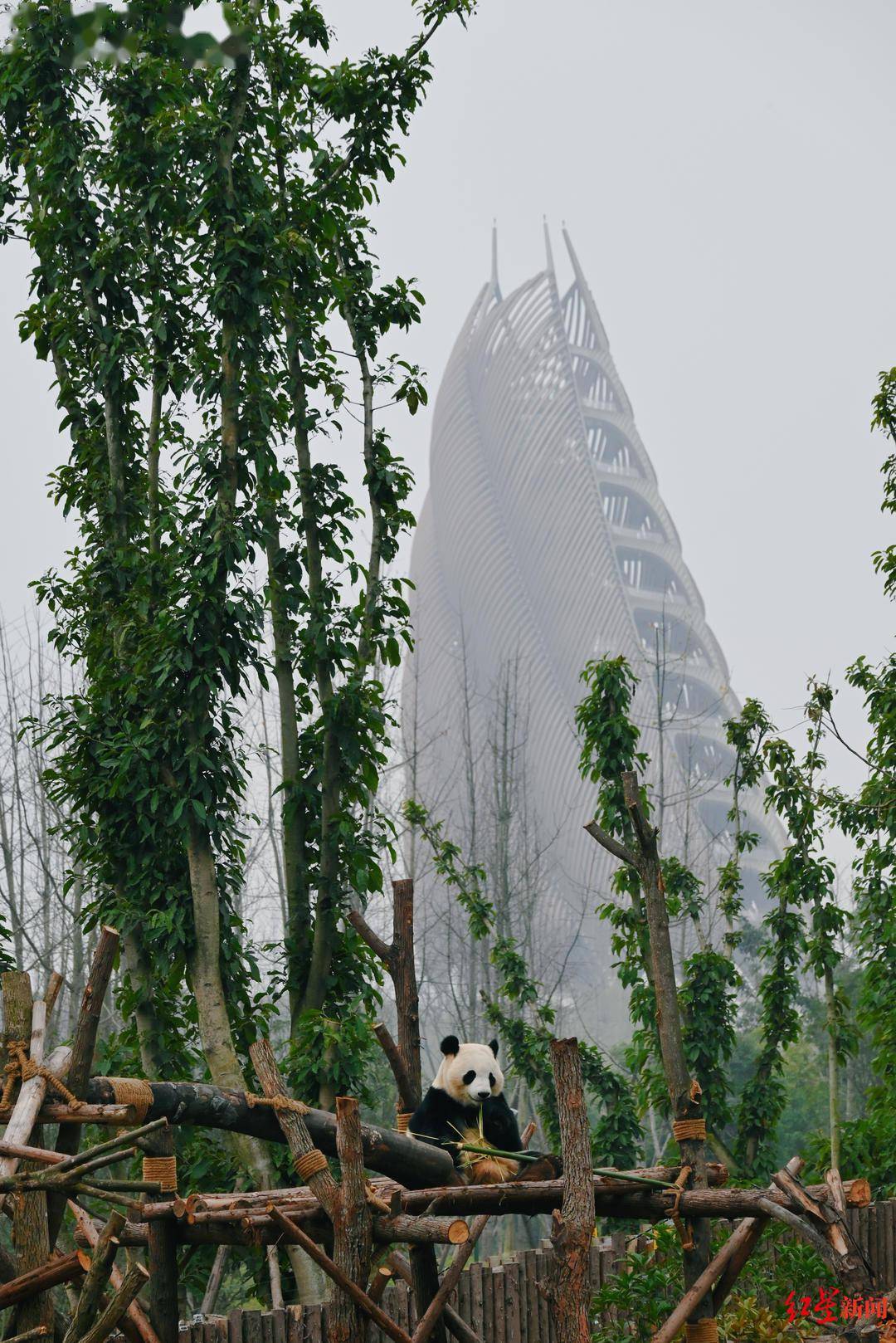 大熊猫|成都熊猫基地扩建区迎客!哪里最值得打卡?最全攻略奉上