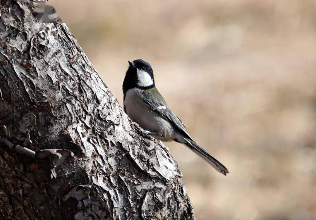 博物之旅 | 拍鸟实践需要有伦理约束
