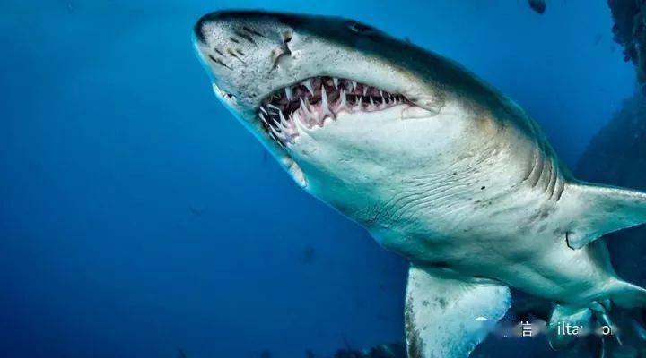 世界上体型最大的鲨鱼图片