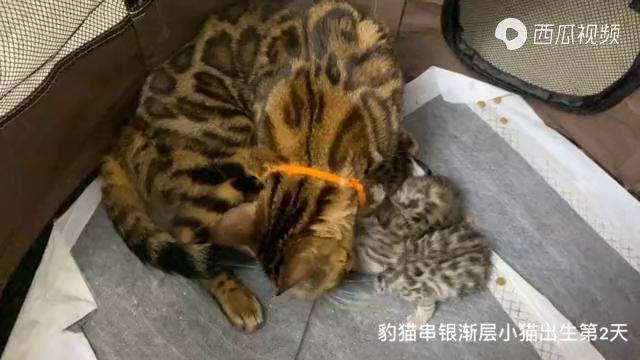 豹猫串英短小猫出生第2天这是什么稀有品种呀这么可爱