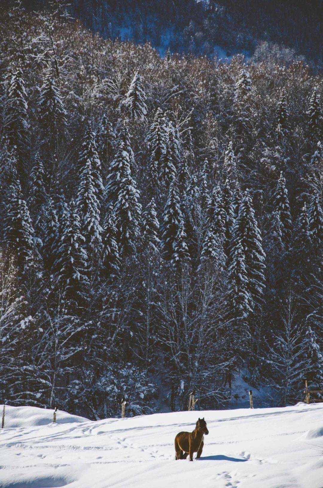 阿尔山|2022的第一场雪，去哪儿看才最浪漫？