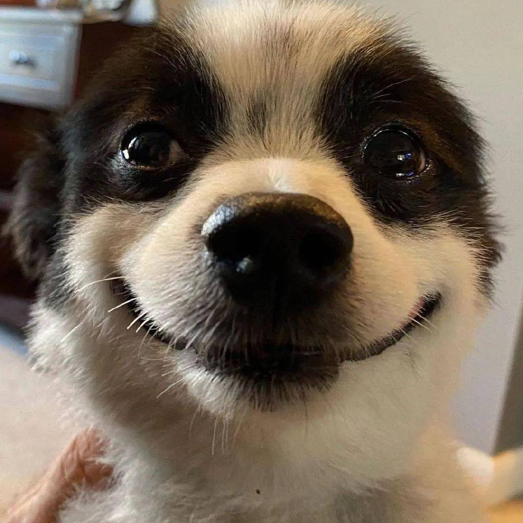 微笑狗真实图片图片