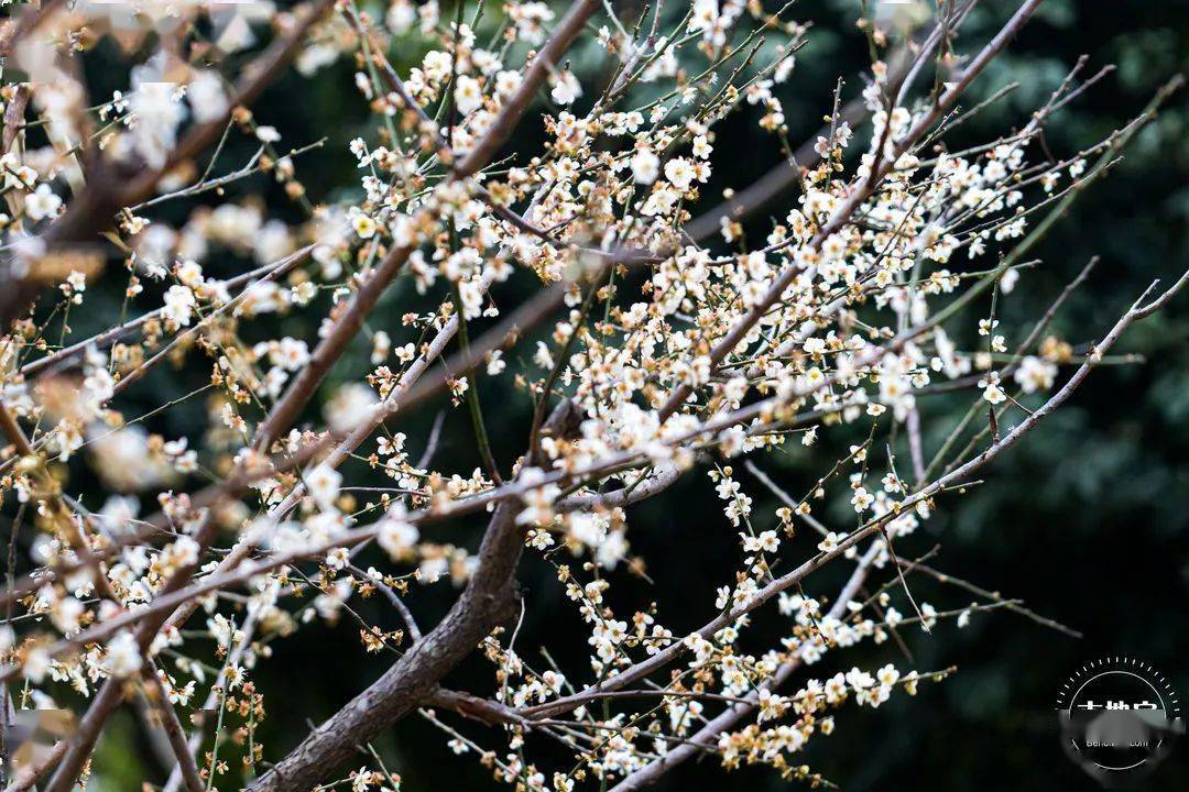 山茶花|全部免费！深圳1月公园赏花指南来啦！梅花、风铃木、山茶花……