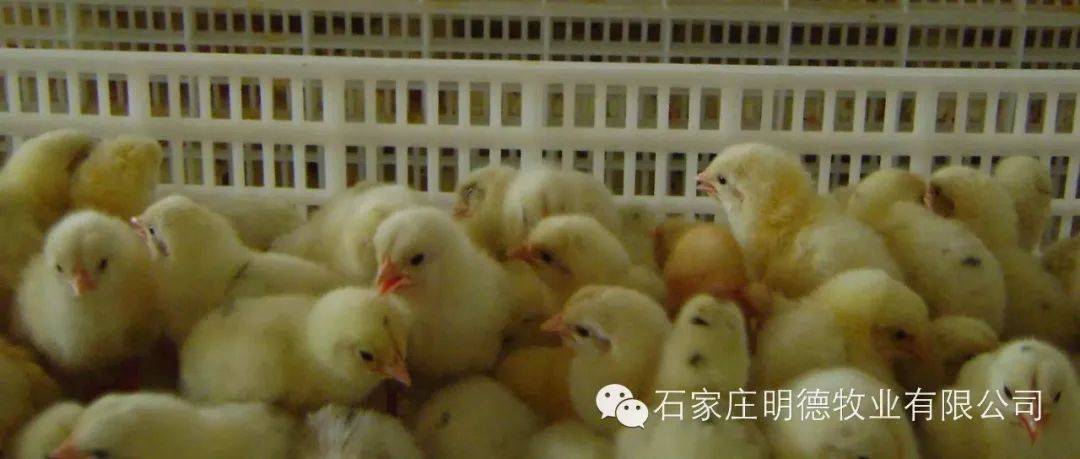 种蛋孵化步骤详解_胚胎_背景_布局