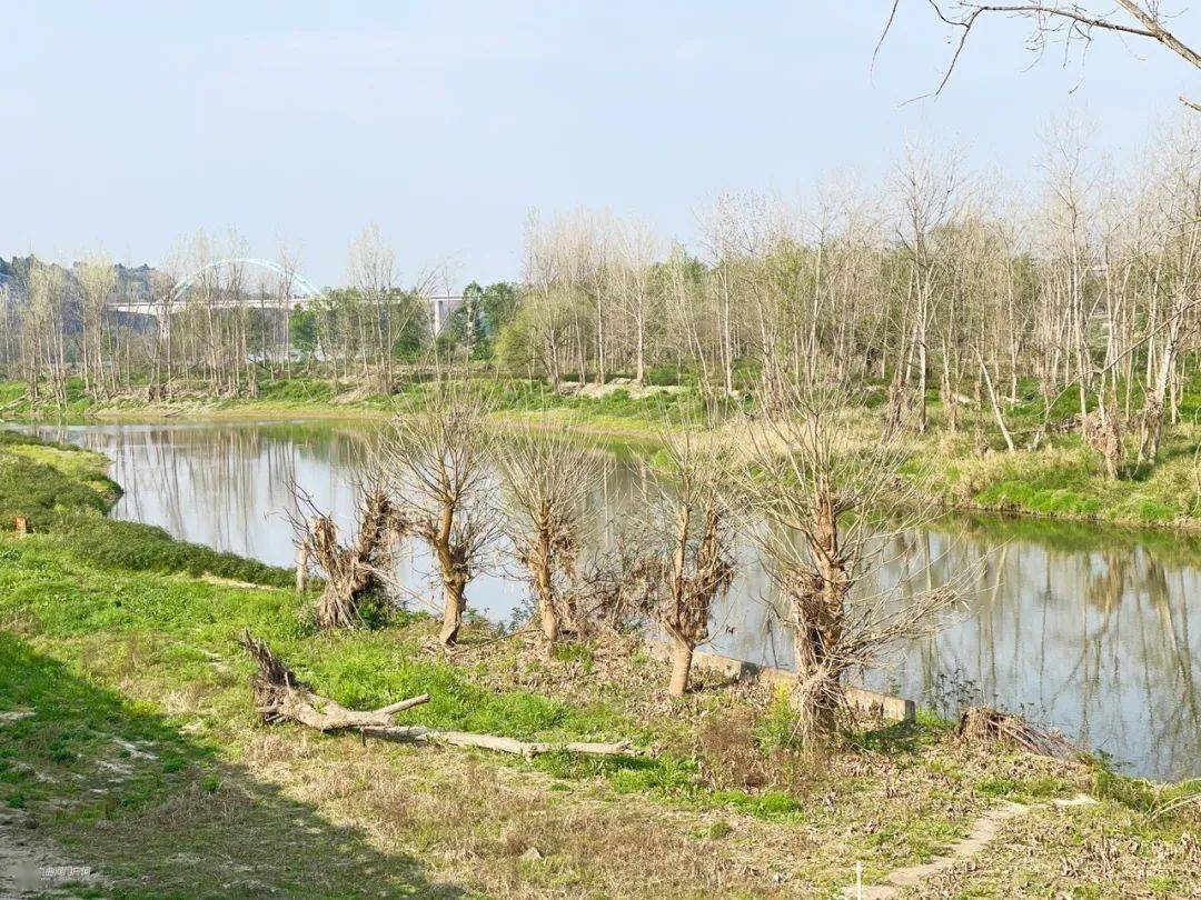 跑马场?资阳青年林开始动工改造