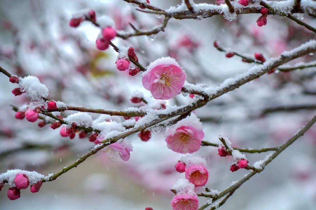 科普节气今日小寒要做踏雪鸿要做雪中松