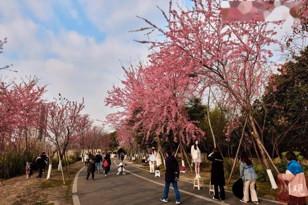 新闻|红的、粉的、黄的······成都公园的花悄咪咪开了！