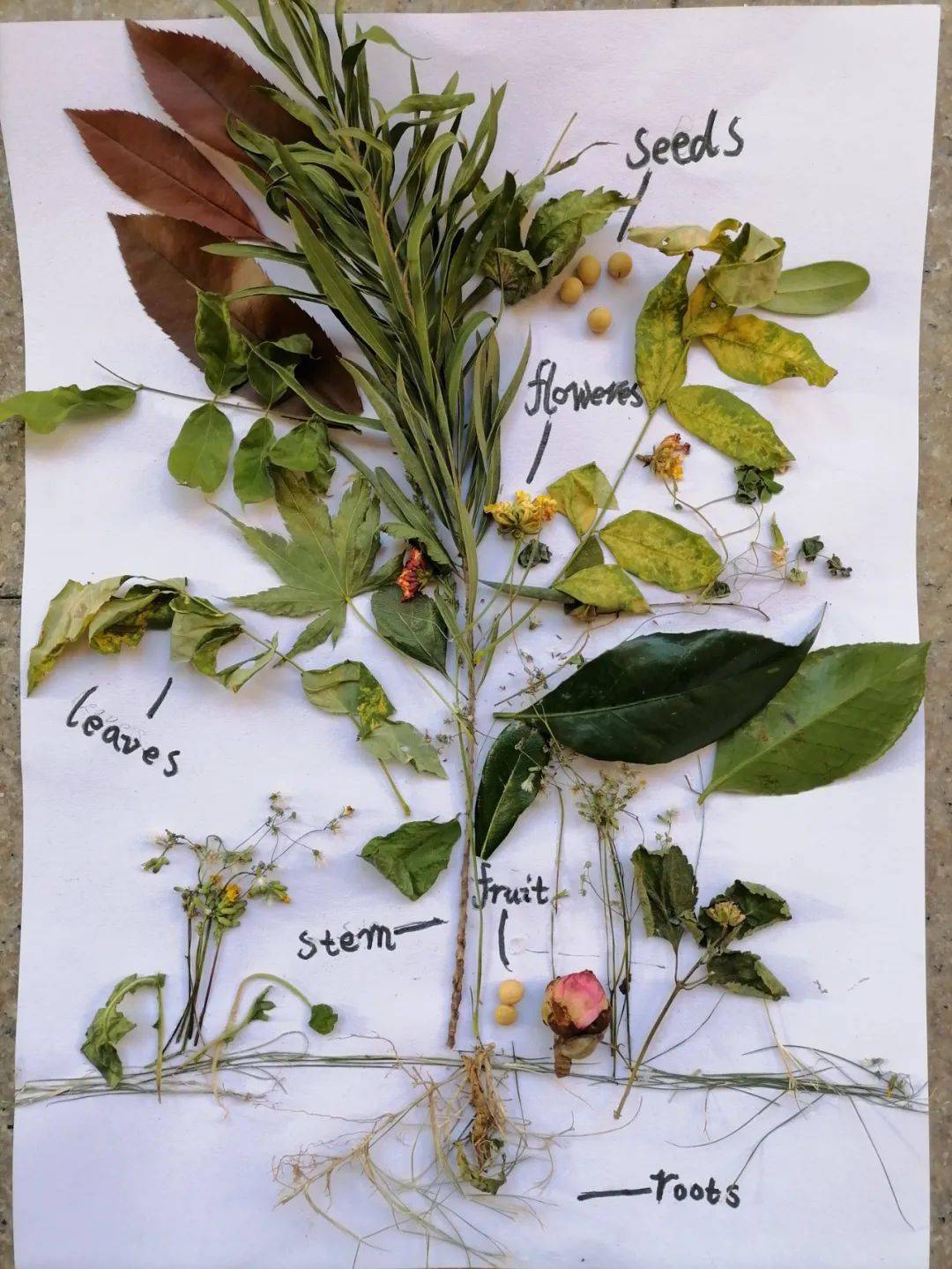 plants around us
