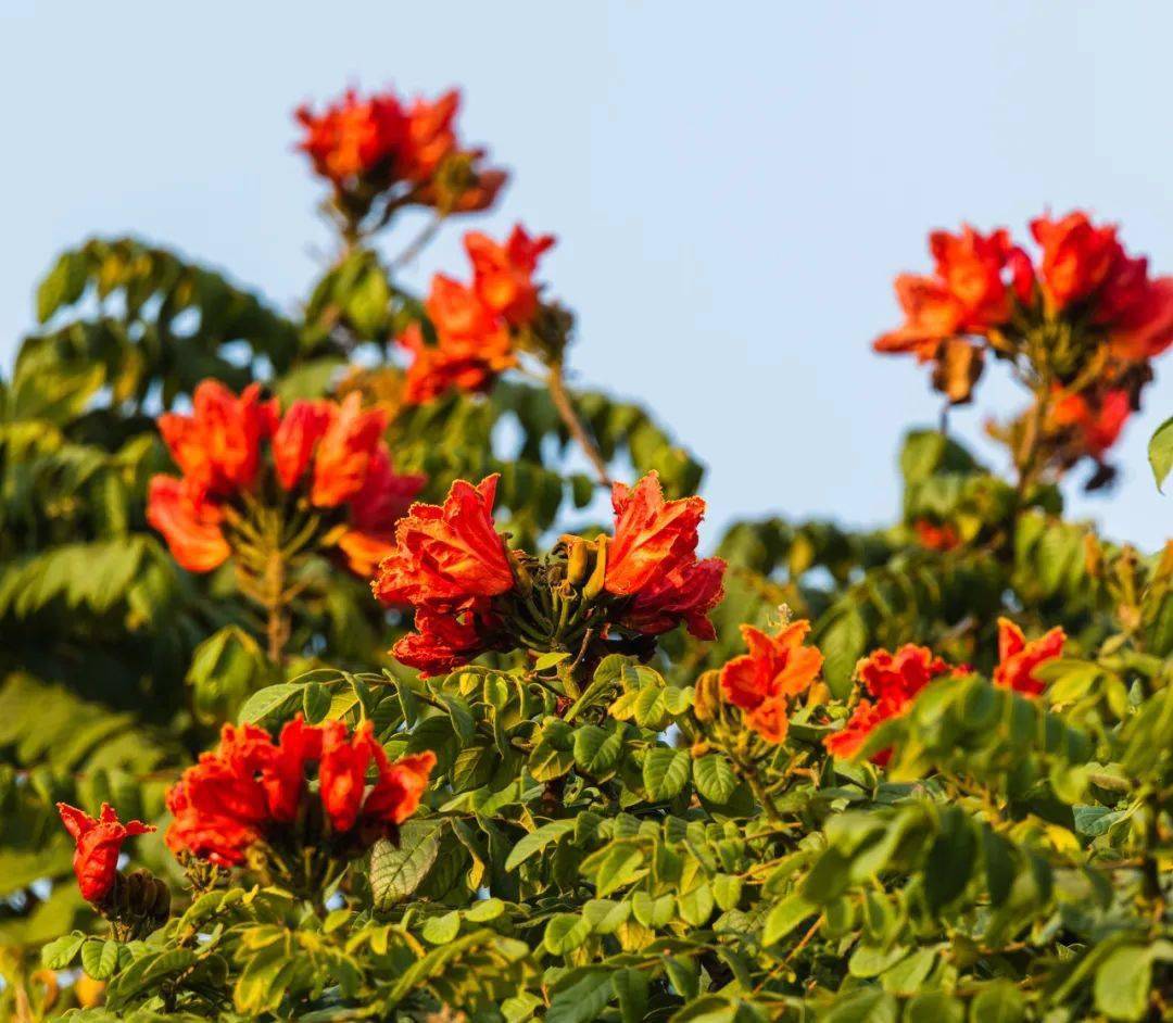 山茶花|全部免费！深圳1月公园赏花指南来啦！梅花、风铃木、山茶花……