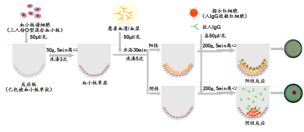 血小板计数手工法图片