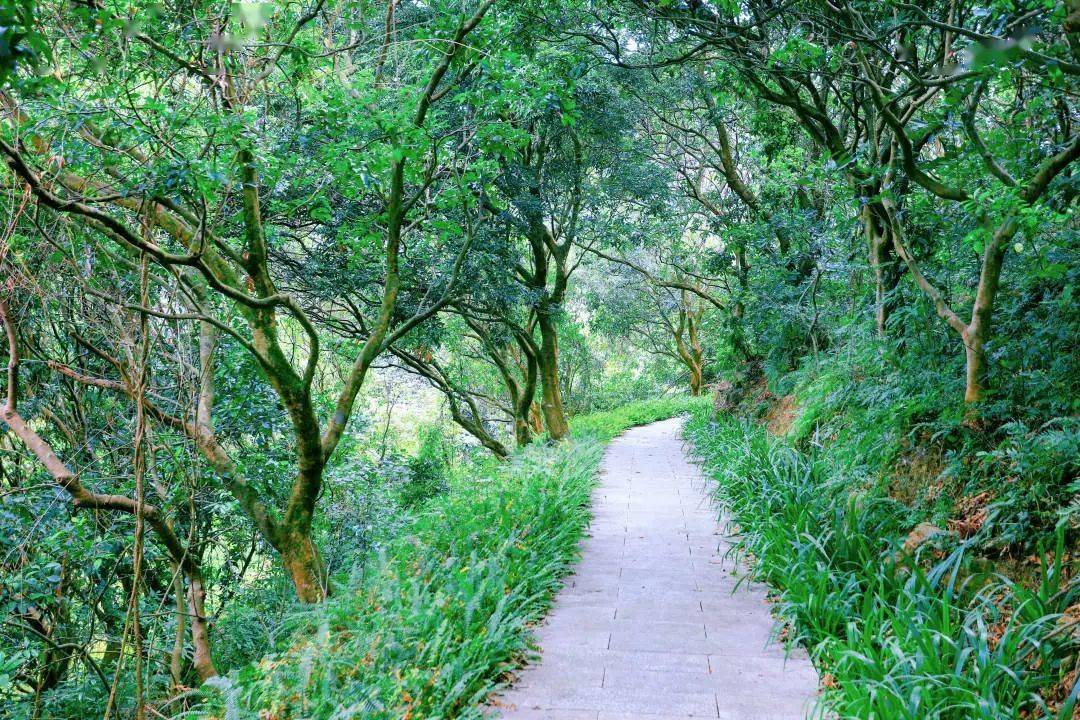 入谷尋幽,登高遠眺,深圳這座公園又添綠色新福利!_登山_景區_郊野