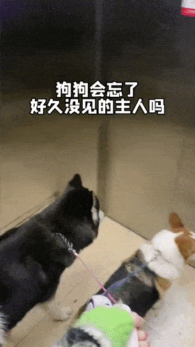 都长当狗狗三个月没见铲屎官...哈哈哈哈哈这剧本不太对啊?