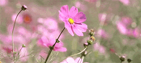 牙膏|表白一万遍都不够！“王老吉牙膏”来了！怕上火刷王老吉！