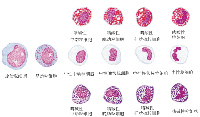 2012, saunders)单核细胞的生成单核细胞的发育阶段包括原始单核细胞