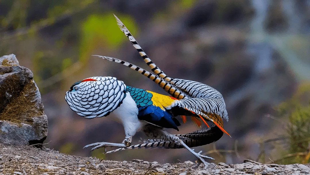 400种,仅雉类就有不少,如美丽的白尾梢虹雉,身披"珍珠彩衣"的红腹角雉