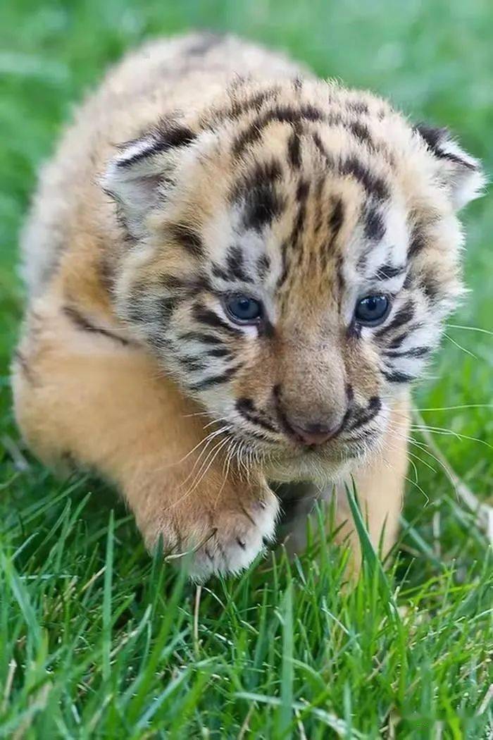 最小的老虎品种图片