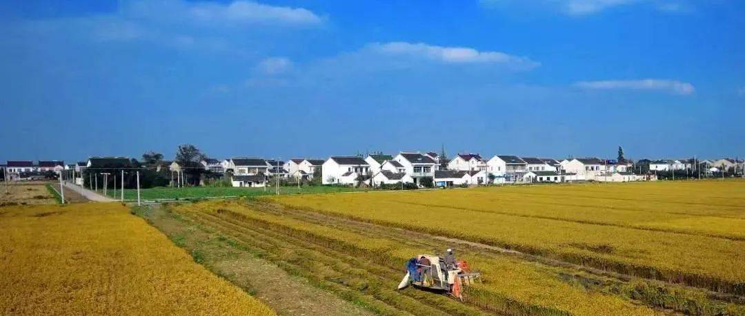 味稻小镇、最美乡村桥……泰州新增多张“金名片”!_兴化市_稻米_安泰桥